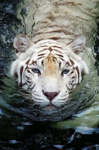 tigre de bengala